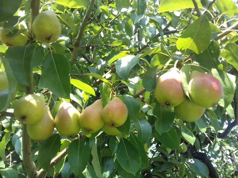  - Par timpuriu de la zlatcoflorici