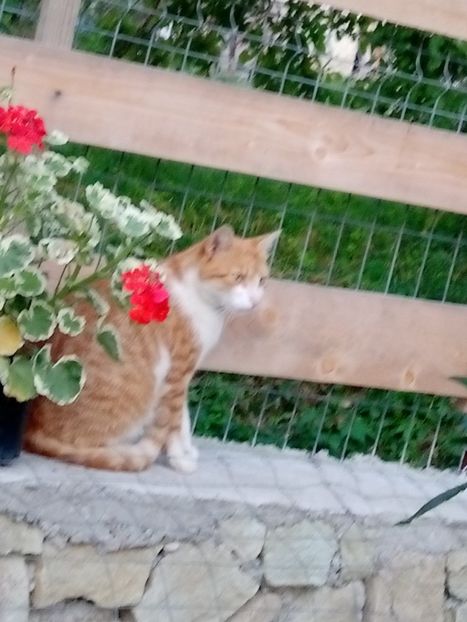  - Mixt de Floricele 2019