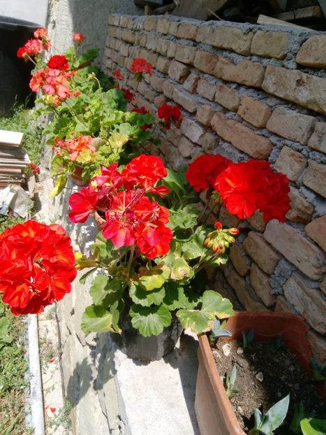  - Mixt de Floricele 2019