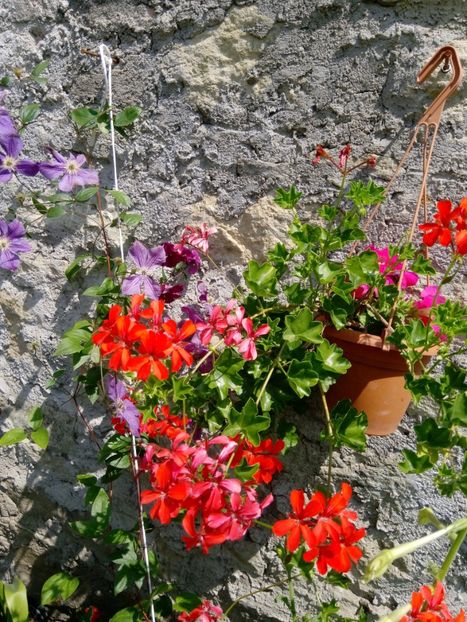  - Mixt de Floricele 2019