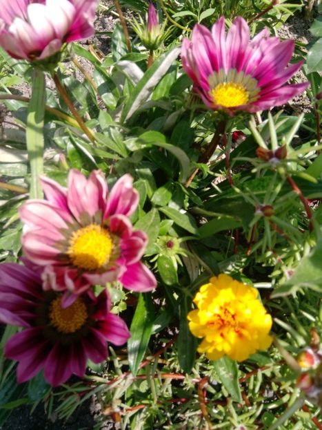  - Mixt de Floricele 2019