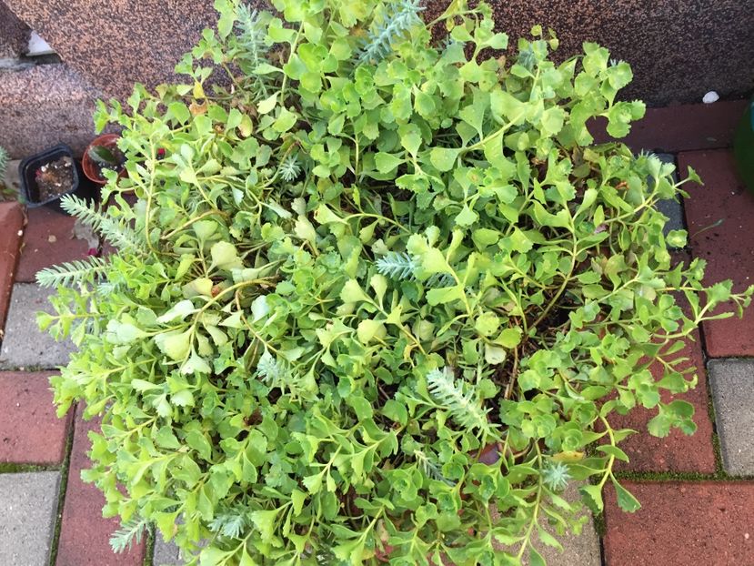 022E7B0E-ED1F-43CB-A8B9-D1ACF3A27DD2 - Suculente 2019