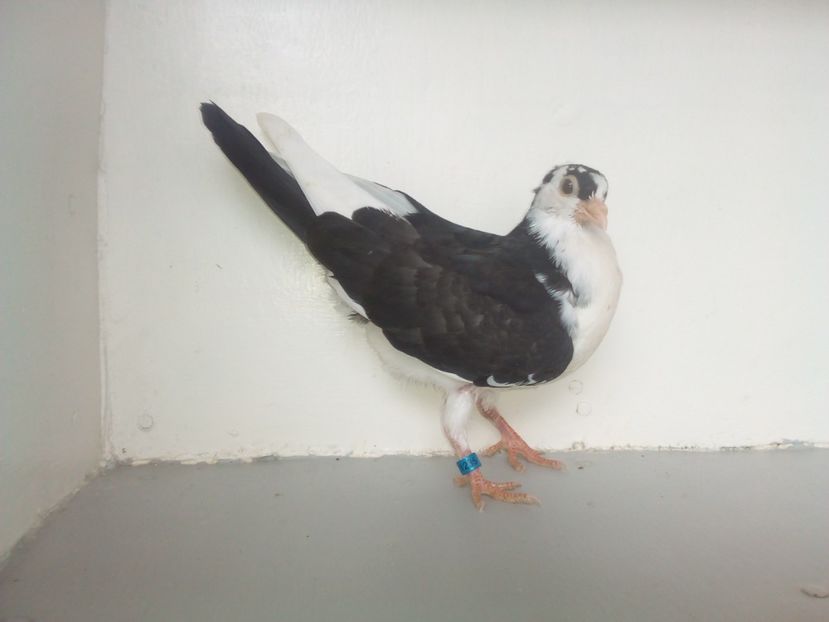 pierdut - PUISORI 2019