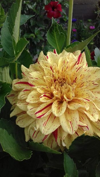  - 7-Vara și alaiul ei de bucurii în trenul vieții!