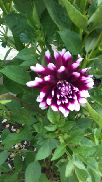  - 7-Vara și alaiul ei de bucurii în trenul vieții!