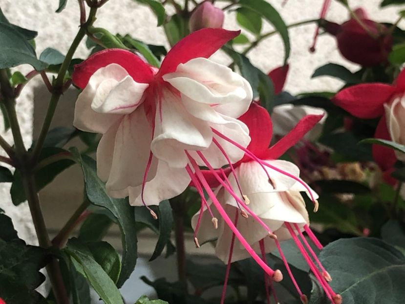 B115F0E3-9865-43F8-930C-ADFBC7D5E11A - FUCHSIA - Swingtime