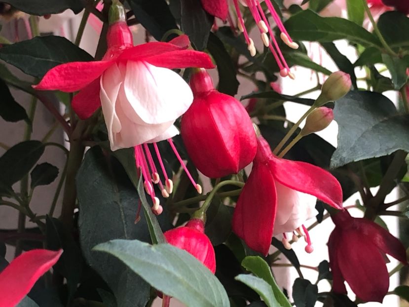 1734589B-4013-4B4E-8ACA-D5B50AD27BCB - FUCHSIA - Swingtime