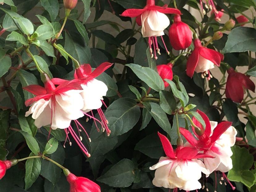 A0F01E75-8CB0-4E61-B12F-653AFF3C7337 - FUCHSIA - Swingtime