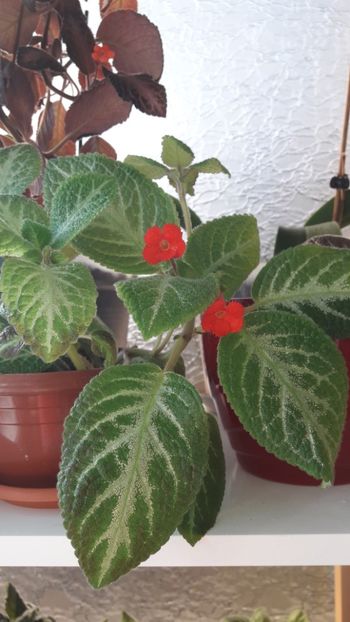 Iulie 2019 - FADED JADE