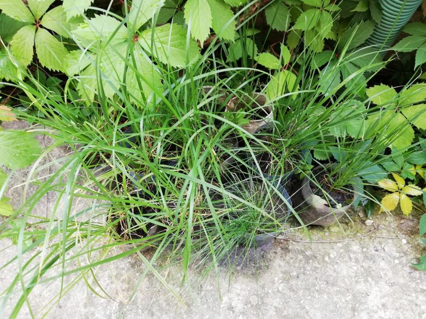 Pennisetum alopecuroides, 5 ron/buc - 0 Plante decorative