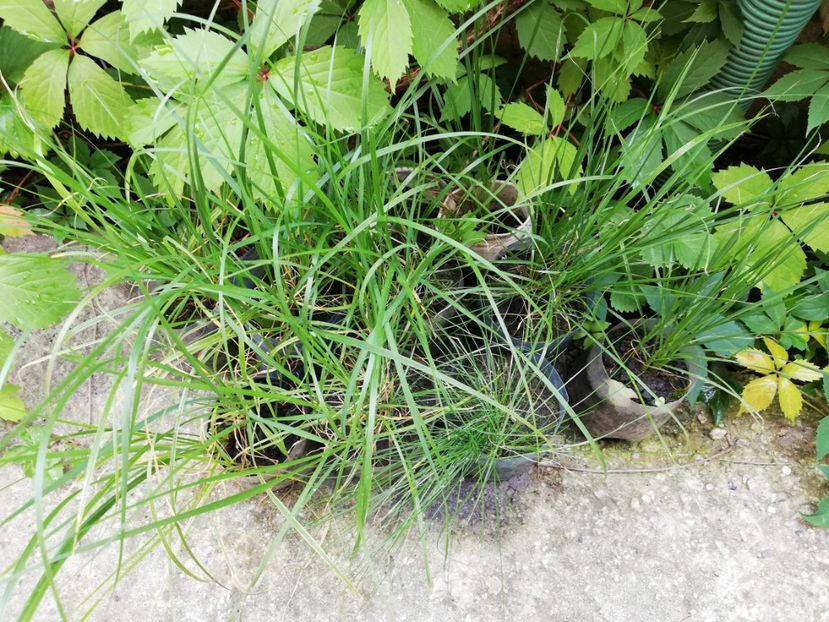 Pennisetum alopecuroides, 5 ron/buc - 0 Vanzare plante