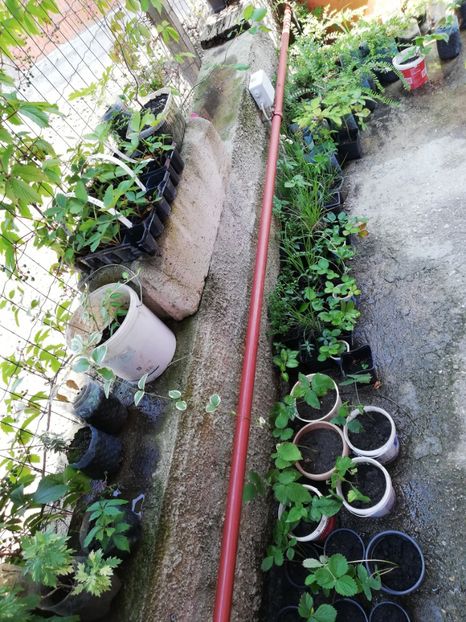  - 0 Plante decorative