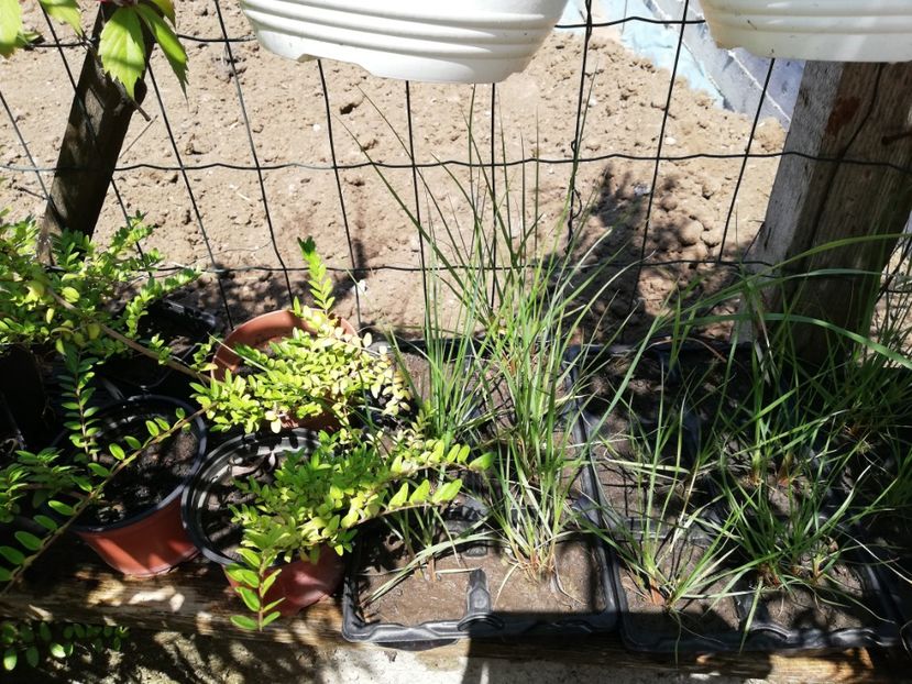 Pennisetum alopecuroides 4 ron/buc - 0 Vanzare plante