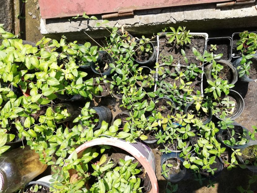 Vinca minor si major 4 resp 5 ron/buc - 0 Plante decorative
