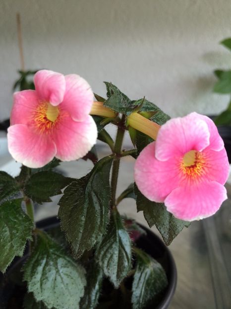 21.07.2019-Konrad Michelssen - Achimenes 2019