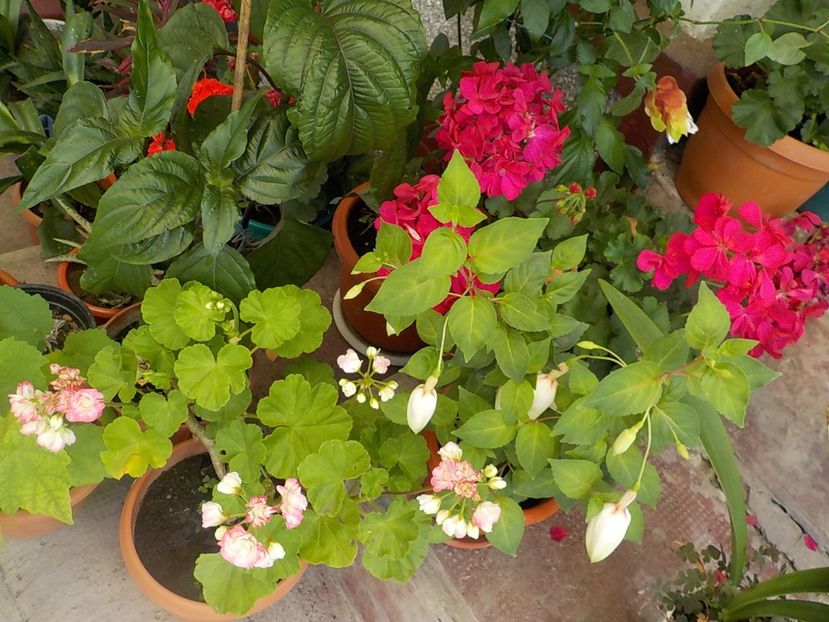  - Florile mele