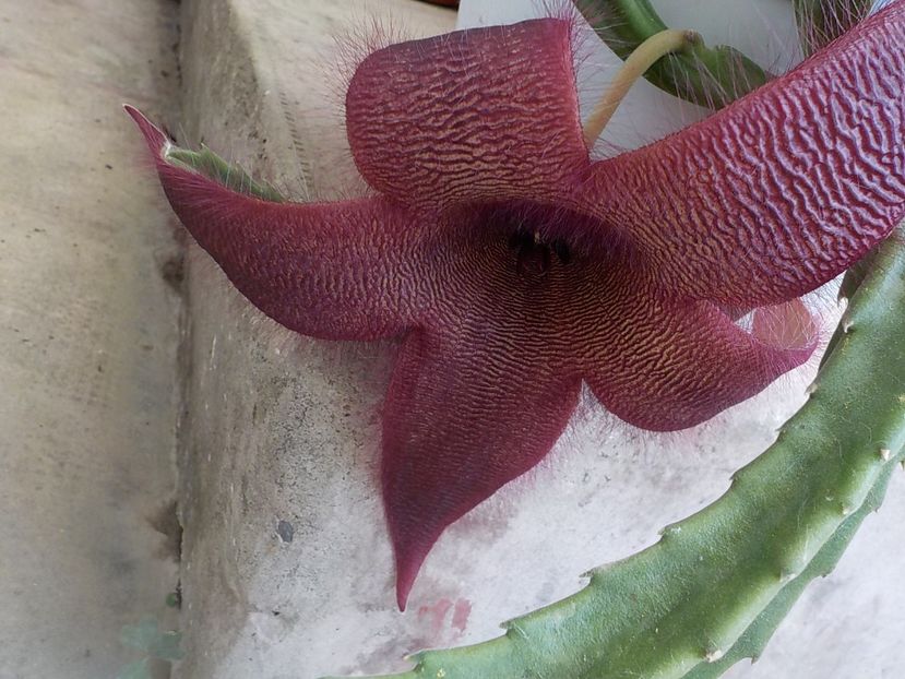  - Genul Stapeliade
