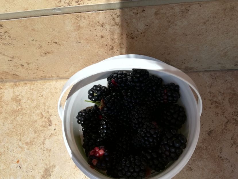  - Gradinuta cu de toate