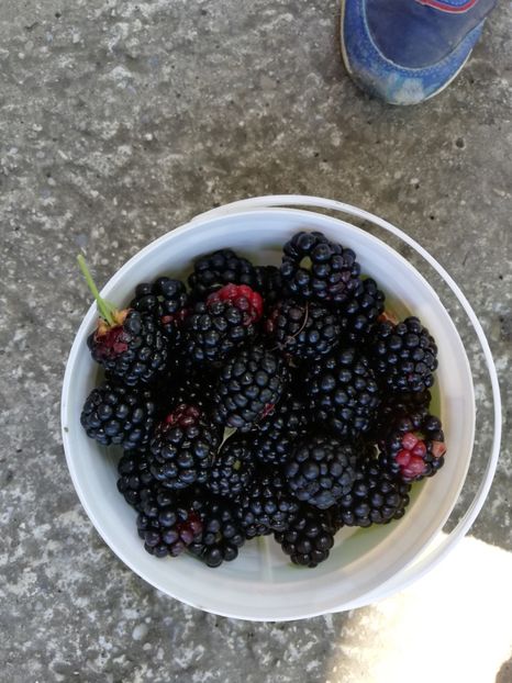  - Gradinuta cu de toate