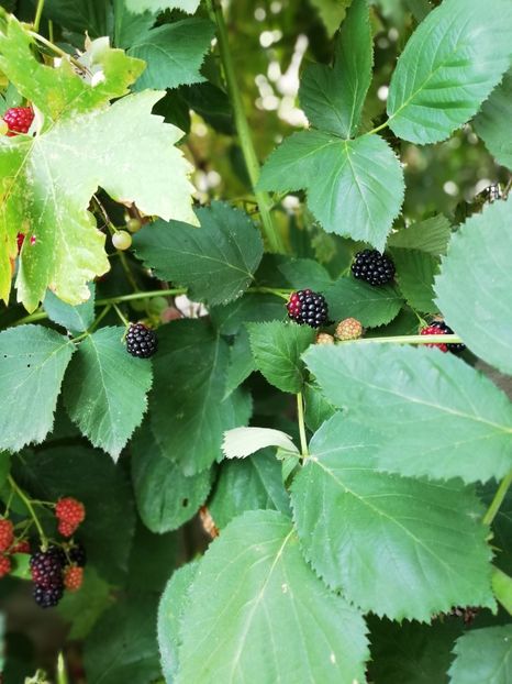  - Gradinuta cu de toate