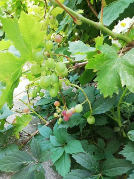  - Gradinuta cu de toate