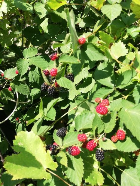  - Gradinuta cu de toate