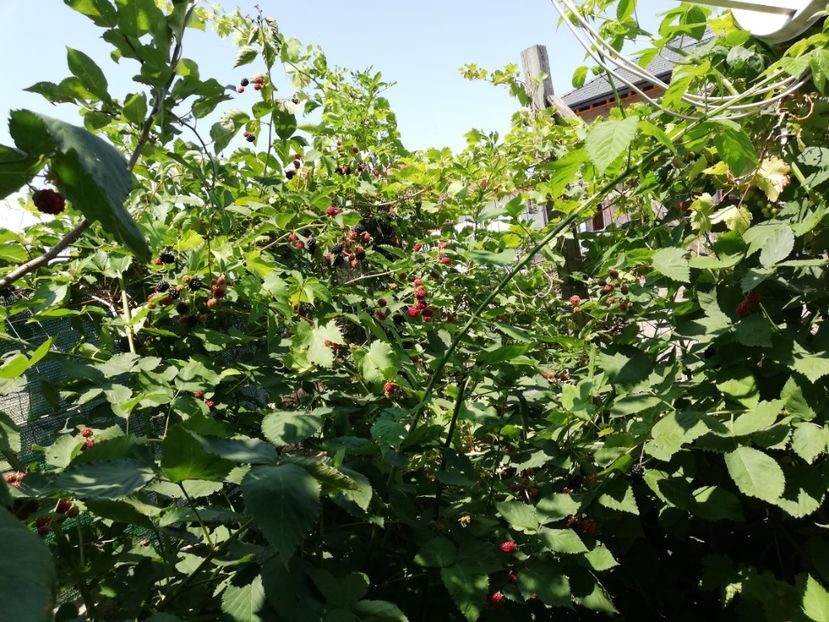  - Gradinuta cu de toate