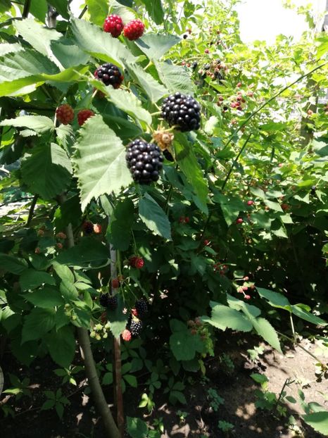  - Gradinuta cu de toate