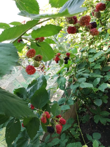  - Gradinuta cu de toate