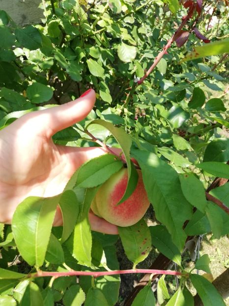  - Gradinuta cu de toate