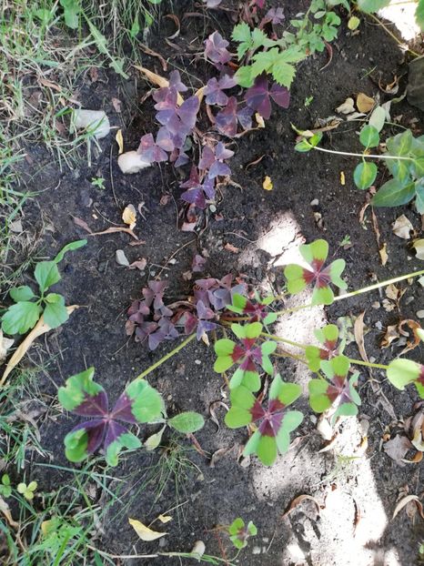 Oxalis verde 5 ron - 0 Plante decorative