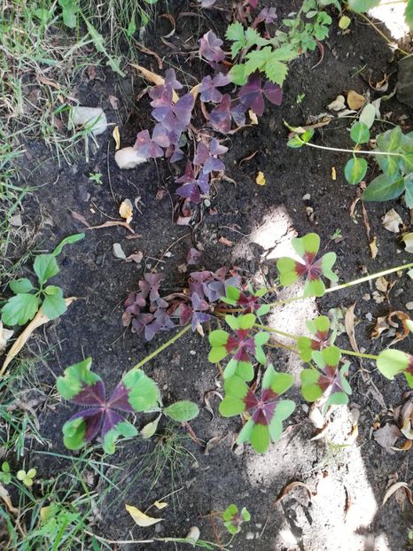 Oxalis verde 5 ron - 0 Vanzare plante