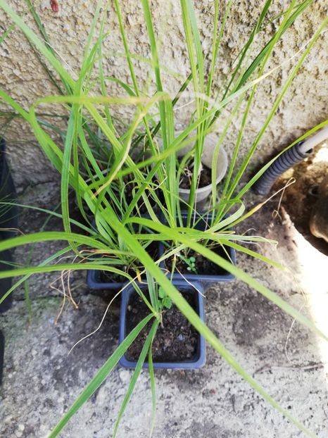 Pennisetum alopecuroides 4 ron /buc - 0 Vanzare plante