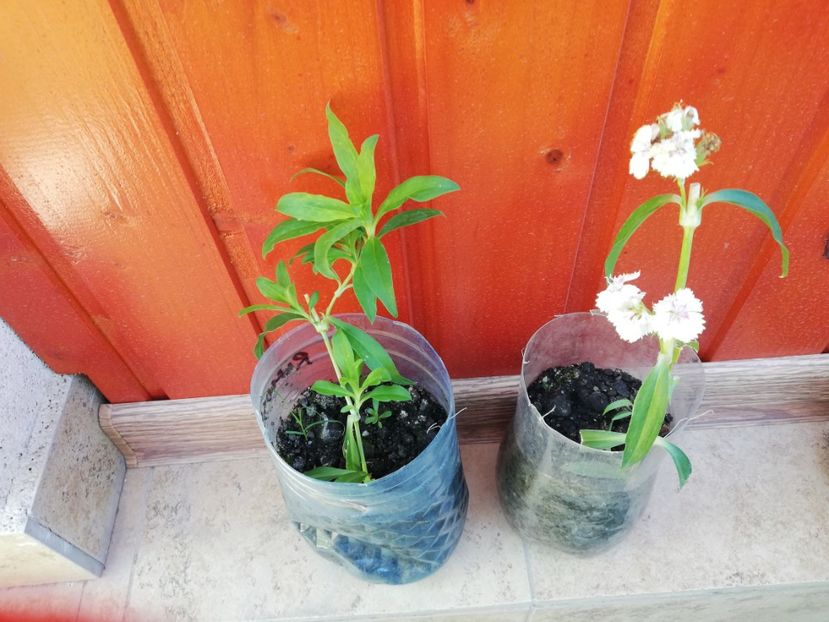 Garofite 5 ron/buc - 0 Vanzare plante