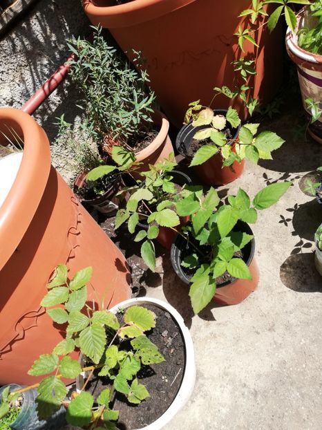 Mur fara spini 8 ron/buc - 0 Plante decorative