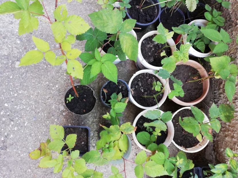 Mur fara spini 6 ron/buc - 0 Plante decorative