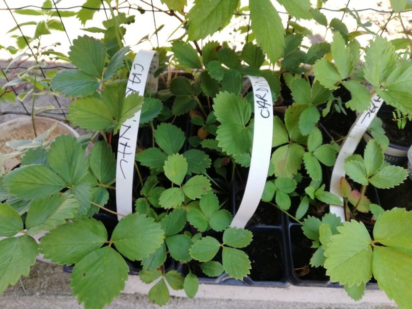 Capsuni cardinal 1 ron/buc - 0 Plante decorative