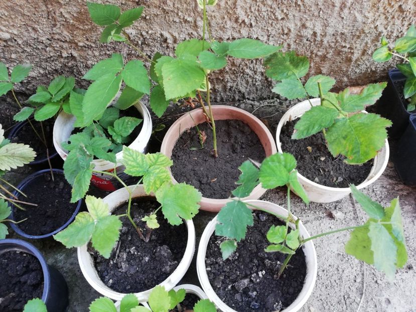 Mur - 0 Plante decorative