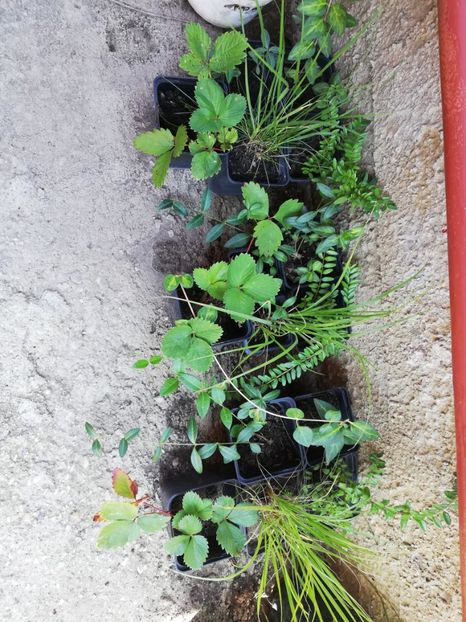 Pachet 5 plante, 20 ron pachet - 0 Plante decorative