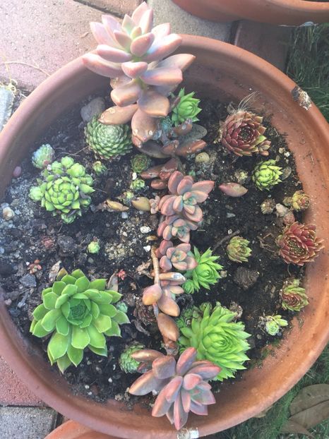 67EDCF83-4579-47D2-BEF6-468D4CF6E192 - Suculente 2019