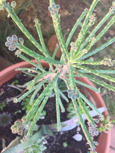 B4B57D8B-8CBC-489E-8504-9C66AF153216 - Suculente 2019