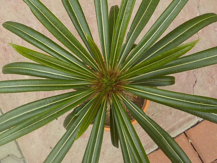  - Genul Pachipodyum