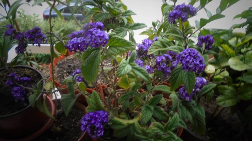 Heliotropium - Stelute