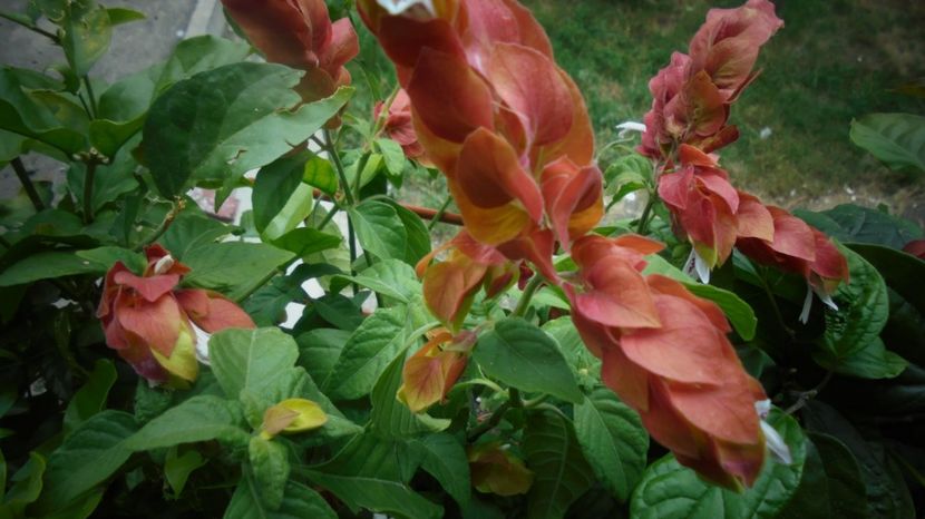 Beloperone - Stelute