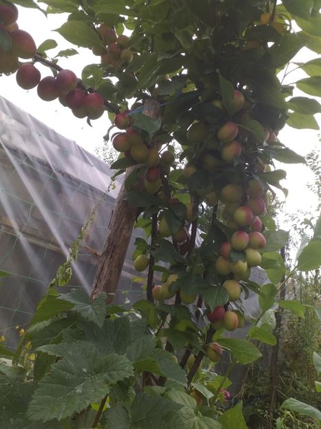 Strop de miere la data de 20.07.2019 - Prun columnar Strop de miere