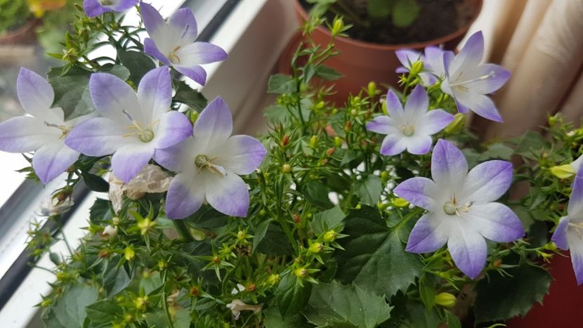 Campanula  - Florile mele din Anglia
