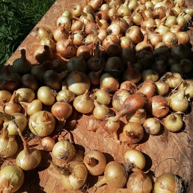  - 0-2019 - De prin curte