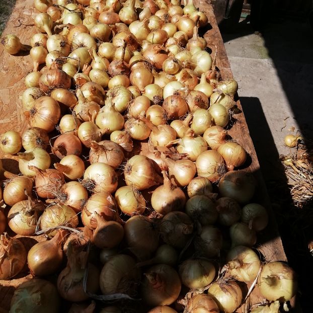  - 0-2019 - De prin curte