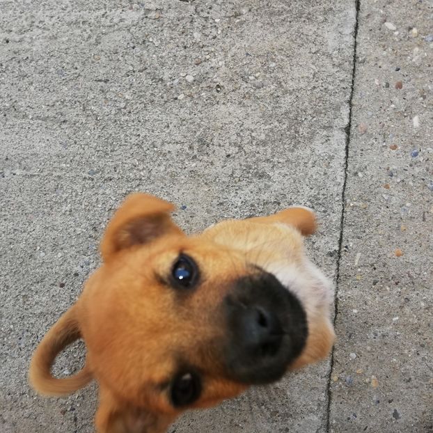  - 0-2019 - De prin curte