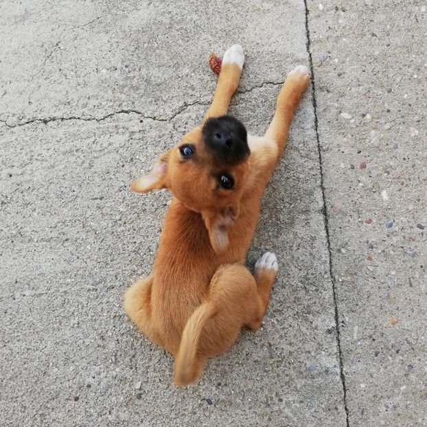  - 0-2019 - De prin curte